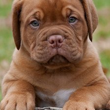 Схема вышивки «Бордосский дог»