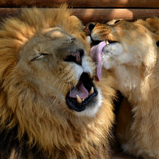 Схема вышивки «Львы»