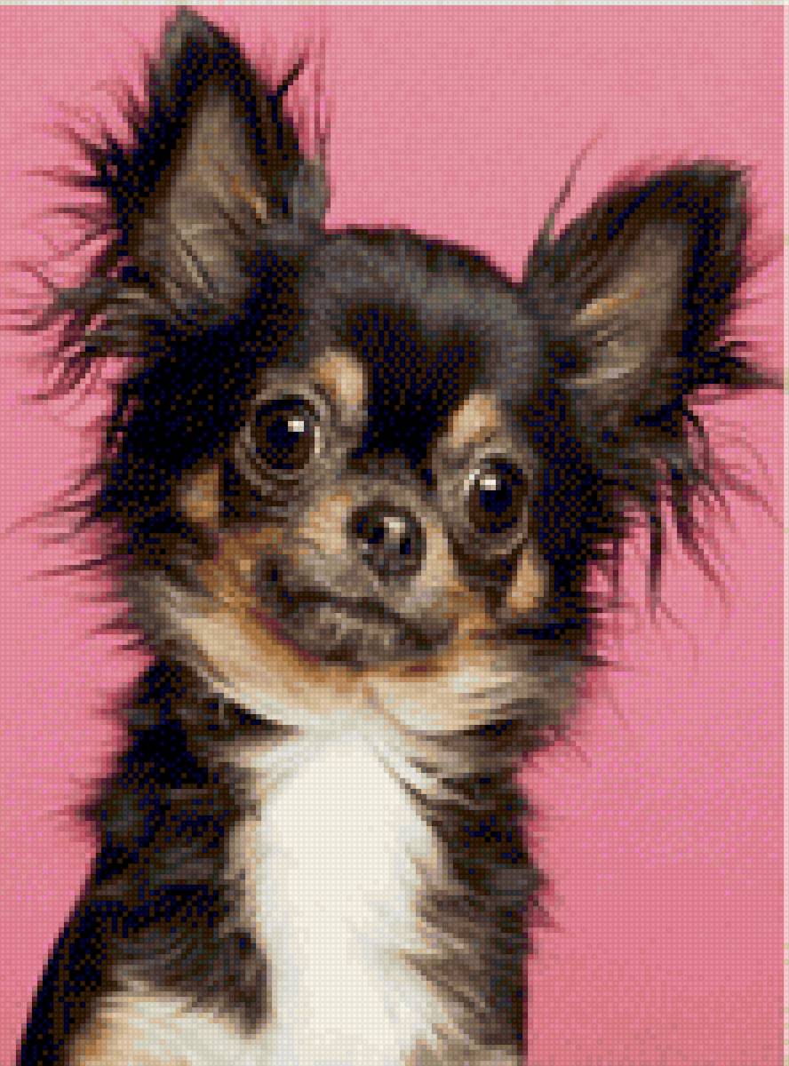 Марсель - чихуахуа - предпросмотр