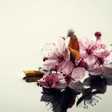 Схема вышивки «Орхидеи»