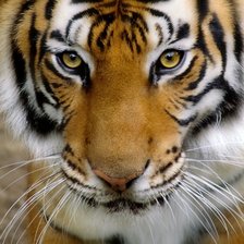 Схема вышивки «Tiger»