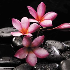 Схема вышивки «Орхидеи на камнях»