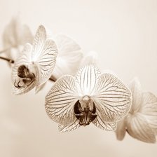 Схема вышивки «Орхидея»