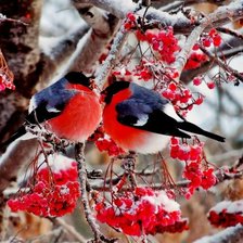 Схема вышивки «снегири»