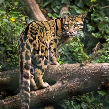 Схема вышивки «дымчатый леопард»