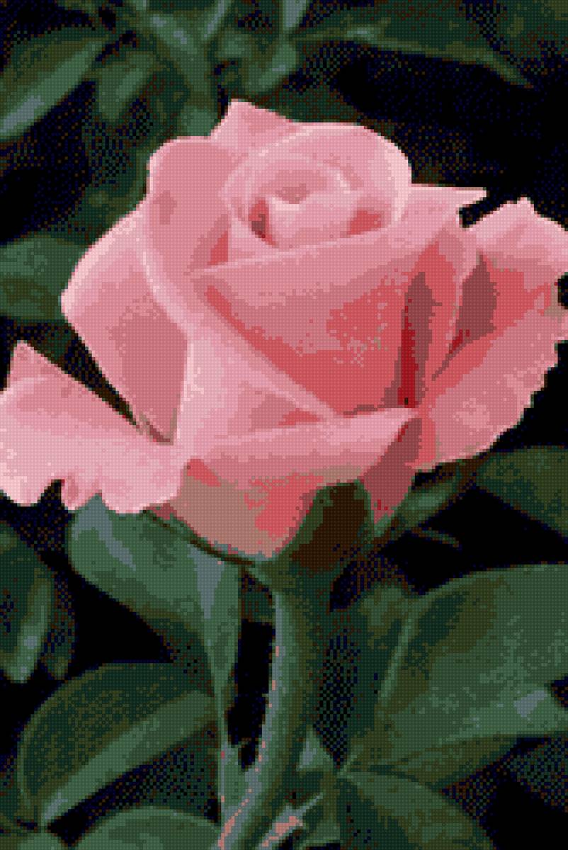 Роза - предпросмотр