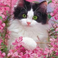 Схема вышивки «Gato.»