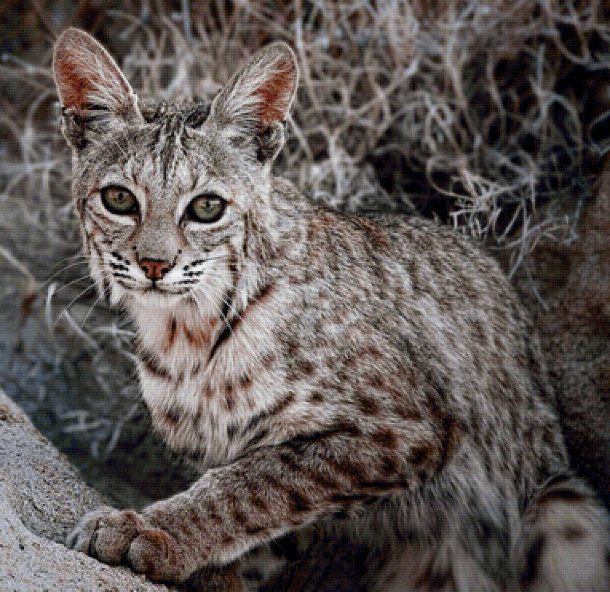 Gato.selvagem. - animais. - предпросмотр