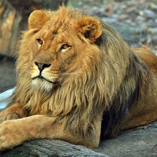 Схема вышивки «LEÃO»