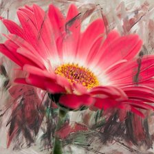 Схема вышивки «Gerbera.»