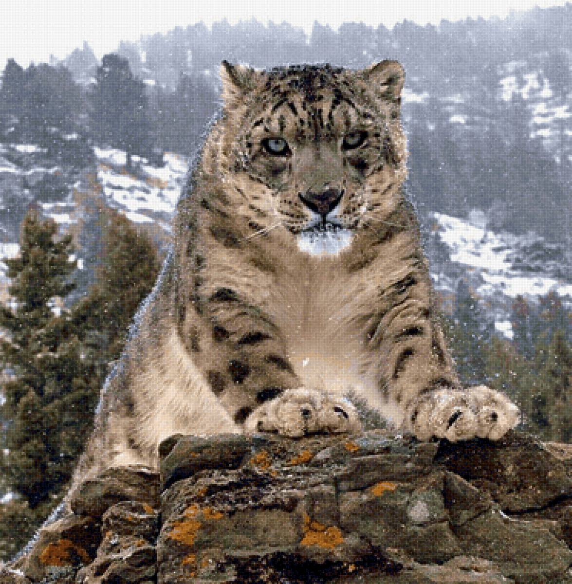 Leopardo. - animais. - предпросмотр