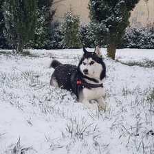 Схема вышивки «Балто»