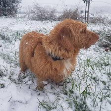 Схема вышивки «Балу»