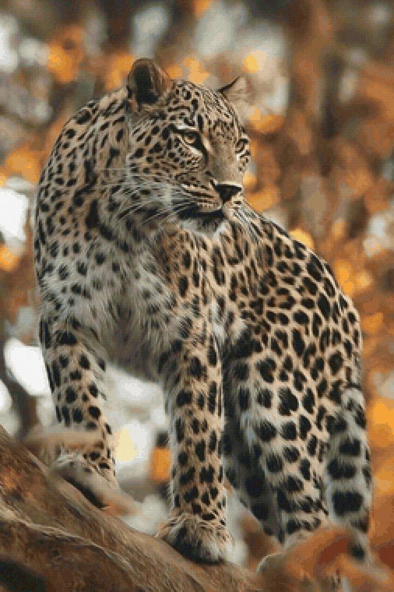 Leopardo. - animais. - предпросмотр