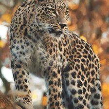 Схема вышивки «Leopardo.»