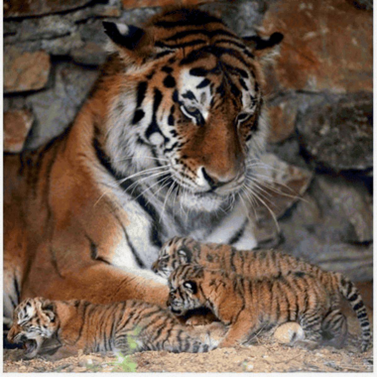 Familhea de tigres. - animais. - предпросмотр