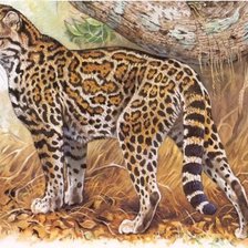 Схема вышивки «Jaguatirica,»