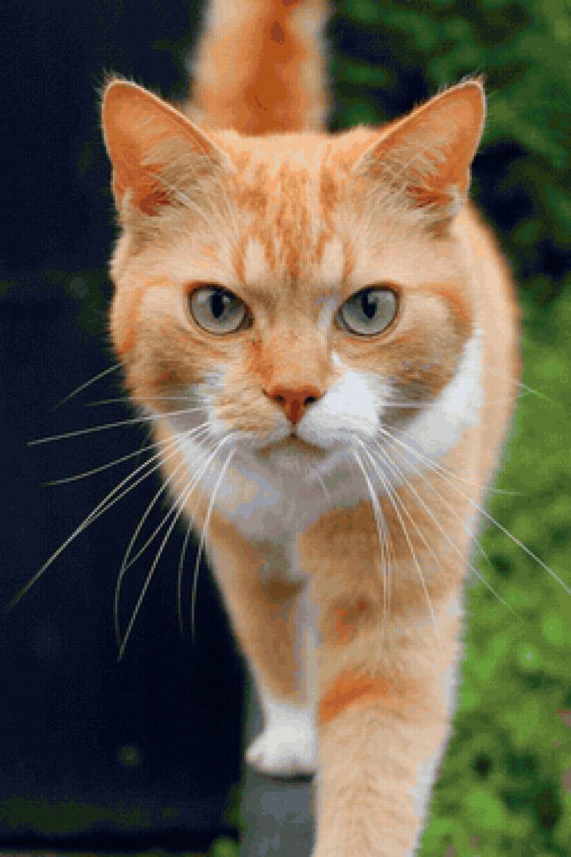 Gato. - animais. - предпросмотр