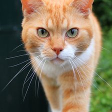 Схема вышивки «Gato.»