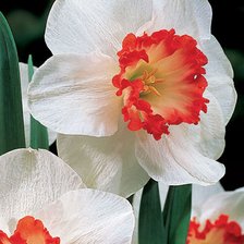 Схема вышивки «Narcisos.»