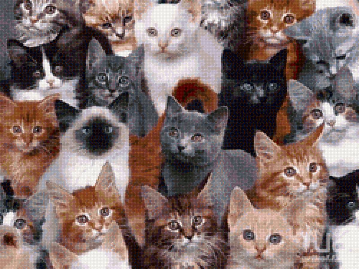 Котовасия - стая, котята, котенок, кот - предпросмотр