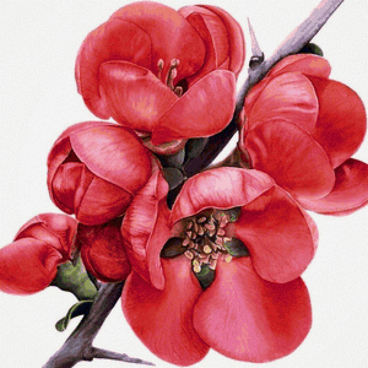 Красные цветы - предпросмотр