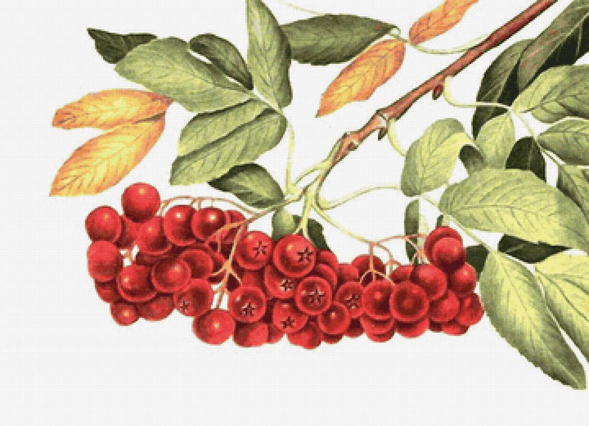 рябина - рябина, ягоды - предпросмотр