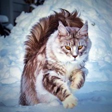 Схема вышивки «Gato.»