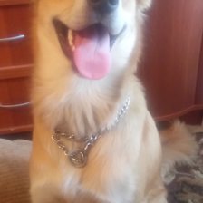 Схема вышивки «Джекки»