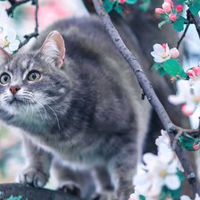 Схема вышивки «кот весной»