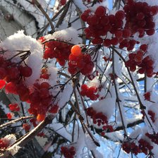 Схема вышивки «Калинка»