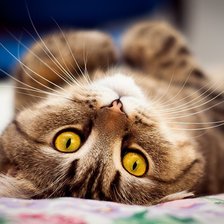 Схема вышивки «кошечка»