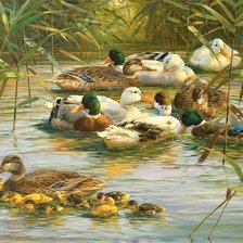 Wild ducks
