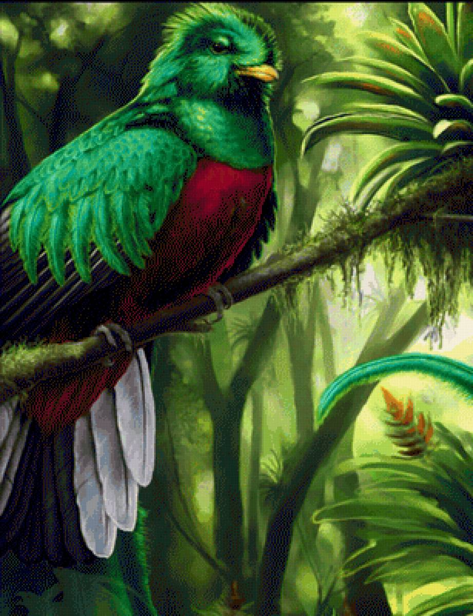 QUEPZAL - naturaleza - предпросмотр