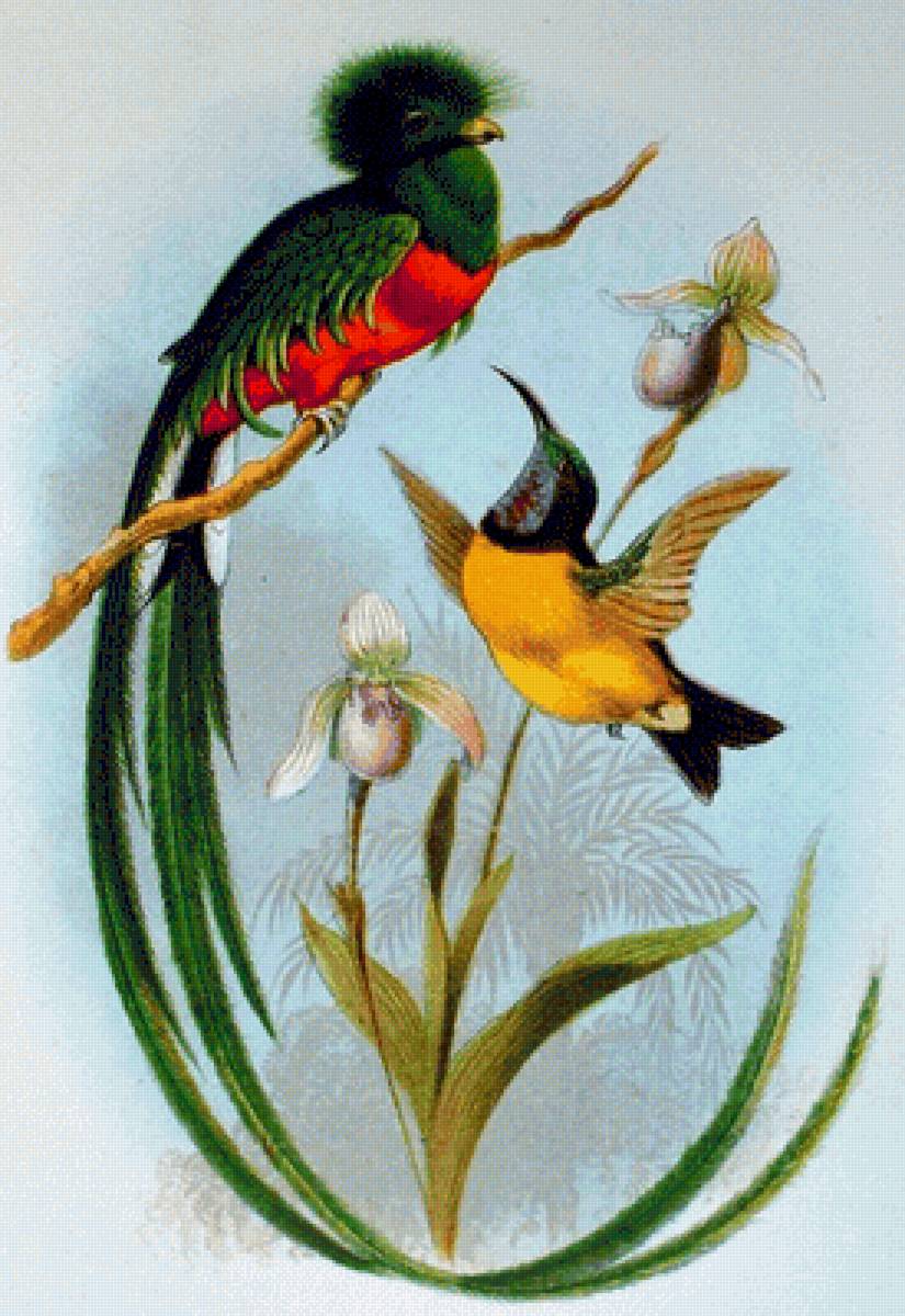 Quezal2 - naturaleza - предпросмотр