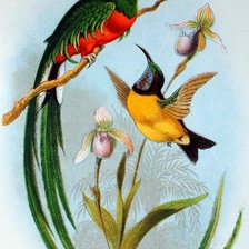 Схема вышивки «Quezal2»