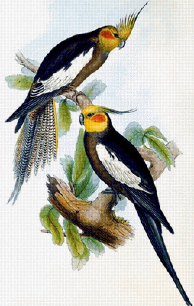 kocatil - naturaleza - предпросмотр