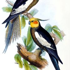 Схема вышивки «kocatil»