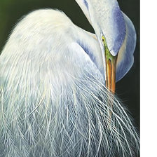 Схема вышивки «Серия "Птицы".»