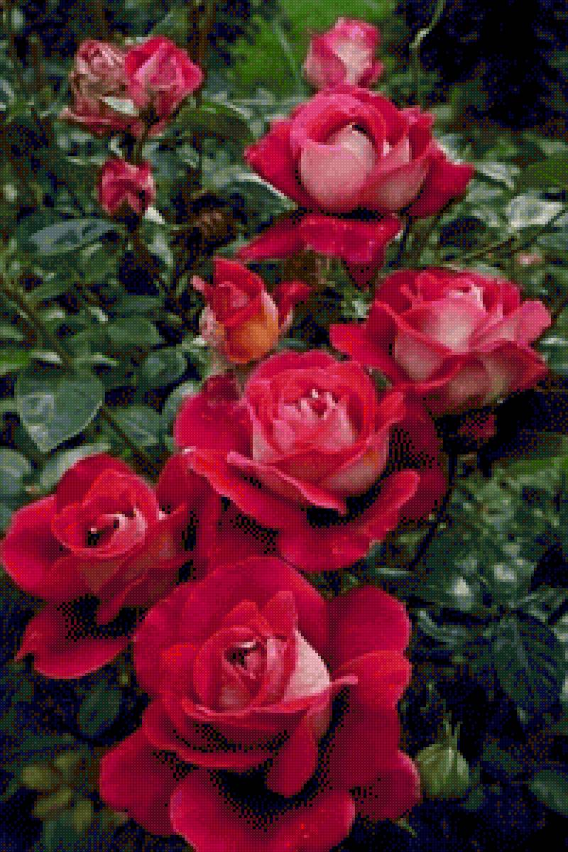 Розы 2 - предпросмотр