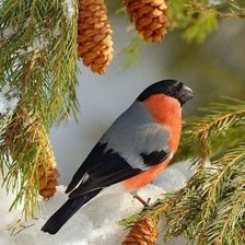 Схема вышивки «Снегирь»