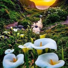 Схема вышивки «Каллы»