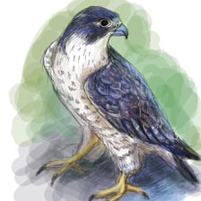 Сокол Сапсан. Акварель