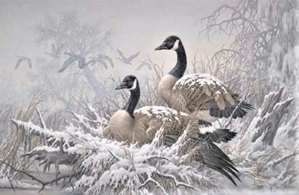 Geese 1 - оригинал