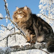 Схема вышивки «Киса»