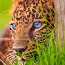 Схема вышивки «Леопард»