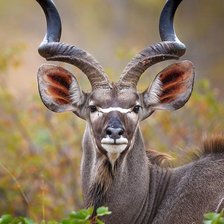 Схема вышивки «Животное»