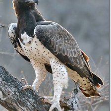 Схема вышивки «Águia.»