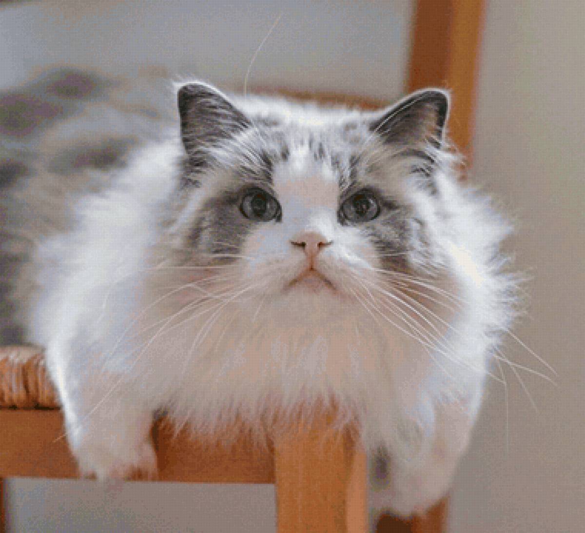 Gato. - animais. - предпросмотр