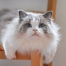 Схема вышивки «Gato.»